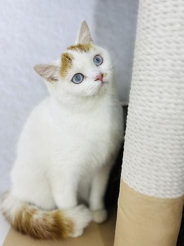 продажа вислоухих шотландских котят: Отдам кошек в добрые руки отдаются все после стерилизации — 1