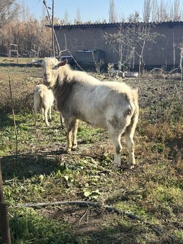 Собаки: Продаю | Козёл (самец) | Зааненская | Для разведения | Осеменитель — 7