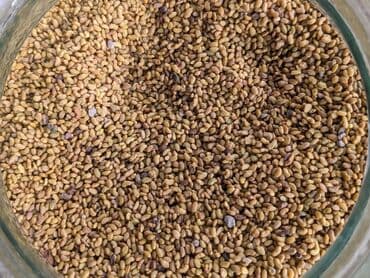 купить кошку в бишкеке: Беде урук көп жылдык. урожай 5ж. адрес Чүй Беловодск нижний зона — 1