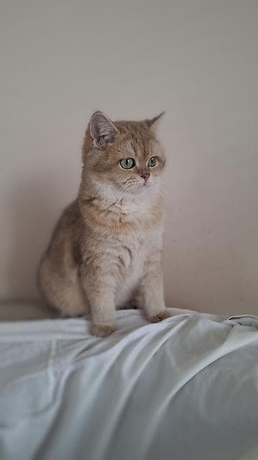 британская длинношерстная кошка: Скотиш Страйт (Шотландская прямоухая), 5 месяцев, Девочка, Золотая шиншилла, Приучена к лотку, Проглистована, С документами — 6