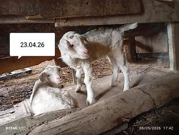 Продаю | Козлёнок | Зааненская | Для молока