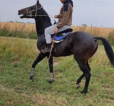 А/ч жаныбарларын сатам: Сатам | Байтал | Англиялык | Жумушка — 1