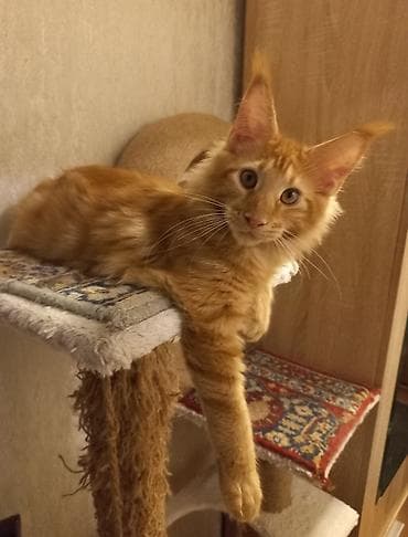 мейкун кошка: ☑️ Крупный котёнок породы мейн-кун готов стать Вашим.☝️❤️ Прививки — 4