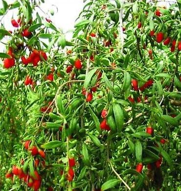 китайский финик: Годжи (Lycium barbarum) — плодоносящий кустарник с вытянутыми — 2