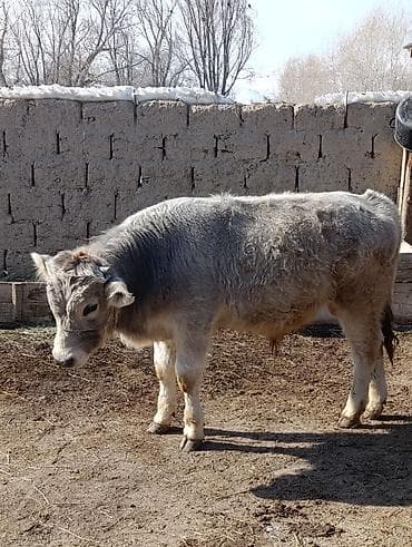 Продаю | Бык (самец) | На откорм