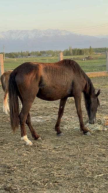 арзан тай: Продаю | Кобыла (самка) | Для разведения — 1