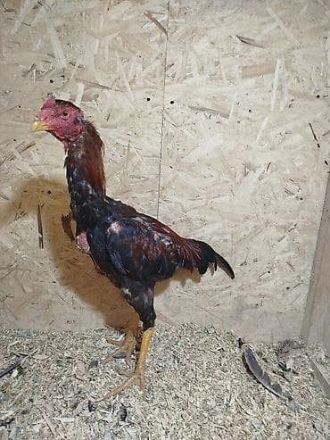 дакан цыпленок: Продаю | Петух — 4