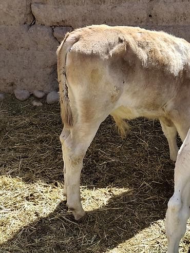 белый хомяк: Продаю | Музоо, торпок | На откорм | Искусственник — 2