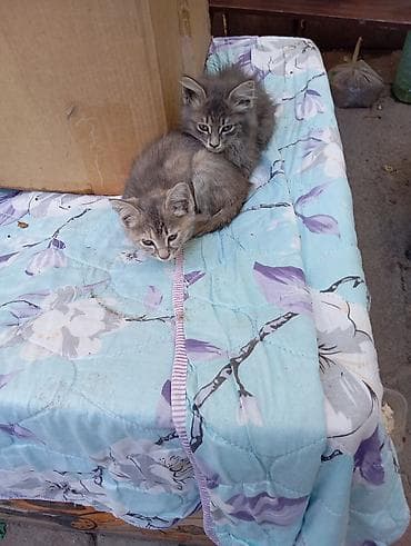 Мышыктар: Отдаю котят даром!!!! - Возраст на фото: примерно 1,5–2 месяца. - — 5