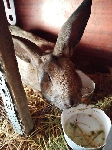 Продаю | Крольчиха (самка) | Белый великан | Для разведения