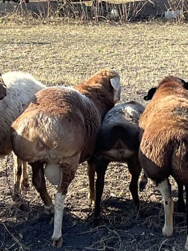 сколько стоит порода собаки доберман: Продаю | Баран (самец) | На забой, Для разведения — 2