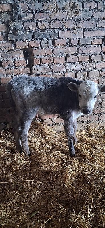 кулак тай: Продаю | Музоо, торпок | Для разведения — 3