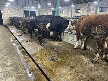 Зоотовары: Продаю | Тёлка | Герефорд | На откорм, На забой, Для разведения | Отела не было, Привязанные — 6