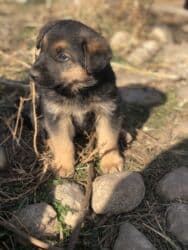 туретский кангал: Овчарка, 1 айлык, Ургаачы — 2