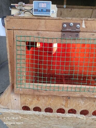 живые бабочки: Клетка/брудер для перепелов (многоярусная секция) - Материал: каркас — 8