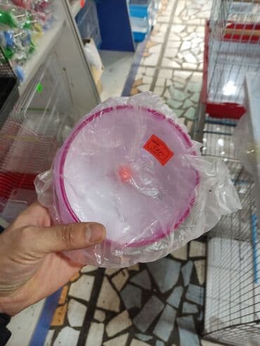 летучая мышь в кыргызстане: Хамички джунгарские! — 3