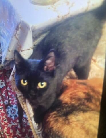 отдам котенка в добрые руки: 3 месяца, Мальчик, Приучена к лотку — 2