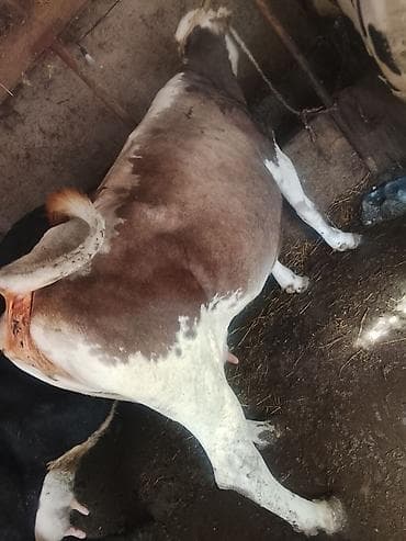 продам корову: Продаю | Корова (самка) | Для молока | Привязанные — 4
