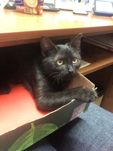 домик для котенка: Беспородная, 2 месяца, Мальчик, Черный — 2