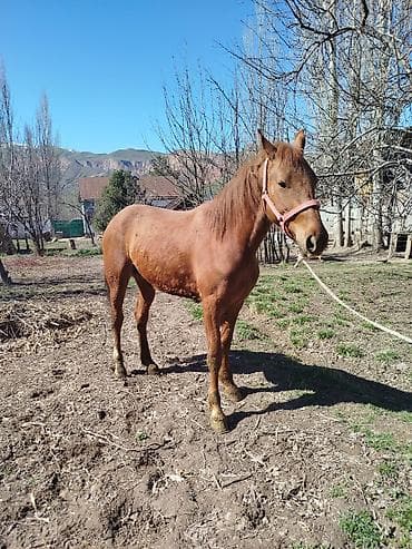 чк тай: Продаю | Жеребец | Рабочий — 5