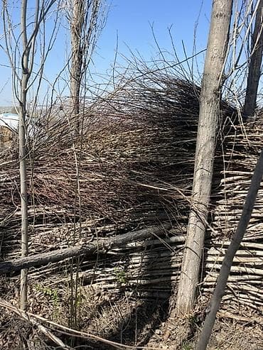 принимаю кукурузу: Дрова Тополь — 3