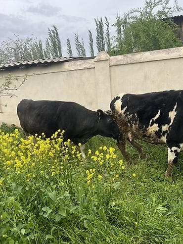 пародистые каровы: Продаю | Корова (самка) | Полукровка | На откорм — 6