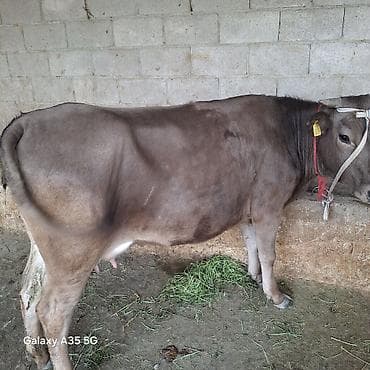 ит мышык: Сатам | Уй (ургаачы) | Швиц | Сүт алуу үчүн | Байланган — 7