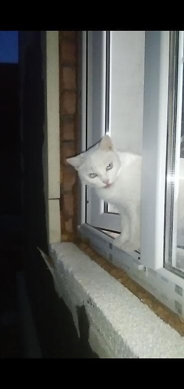 Другие товары для дома: Фасадные работы — 4