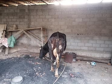 кошка породистый: Продаю | Корова (самка) | Голштин | Осеменитель — 3