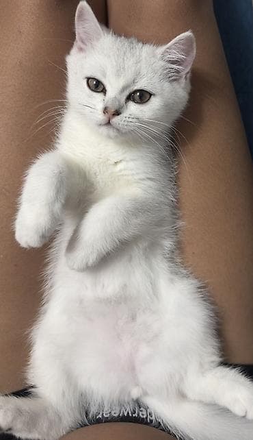 scottish fold: Скотиш Страйт (Шотландская прямоухая), 3 месяца, Девочка, Белый, Приучена к лотку — 4