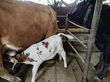 Үй жаныбарлары: Сатам | Уй (ургаачы) | Сүт алуу үчүн | Музоологондон кийин — 3