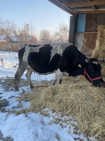 тай бишкек: Сатам | Уй (ургаачы), Бука (эркек), Кунаажын — 2