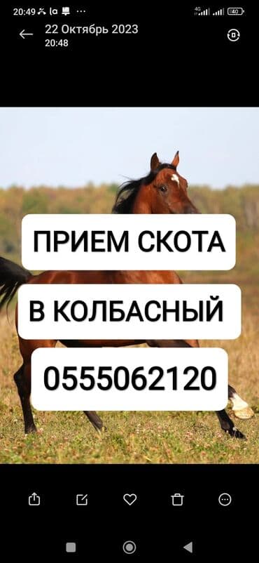 Куплю | Коровы, быки, Лошади, кони, Другие с/х животные | Круглосуточно, Любое состояние, Забитый at lalafo.kg Куплю | Коровы, быки, Лошади, кони, Другие с/х животные | Круглосуточно, Любое состояние, Забитый