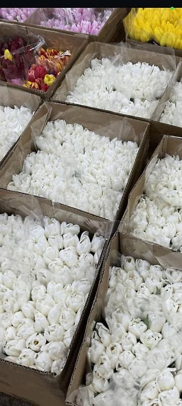 корзина для овощей: Тюльпаны с собственной теплицы - Срезанные свежие тюльпаны прямого — 6