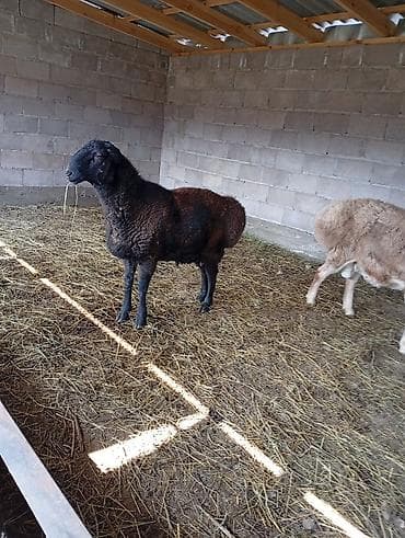 Индюки: Продаю | Овца (самка) | Для разведения — 2