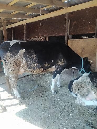 коза самка: Продаю | Корова (самка) | Для молока — 2