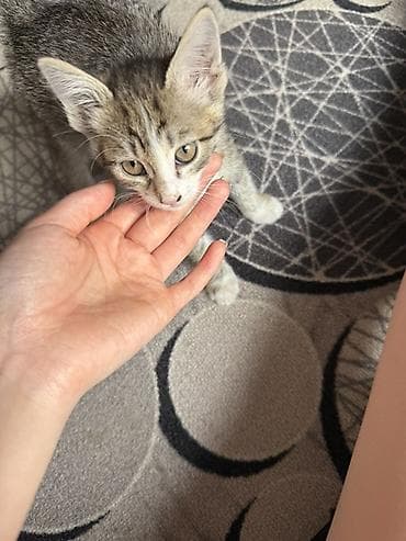 лысые кошки: Беспородная, 1 месяц, Девочка, Приучена к лотку — 2