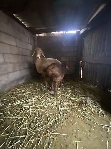 конь лошади: Продаю | Овца (самка) | Гиссарская | Для разведения | Матка — 3