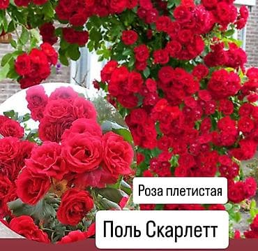 Үй жана бакча: Көчөттөр — 1