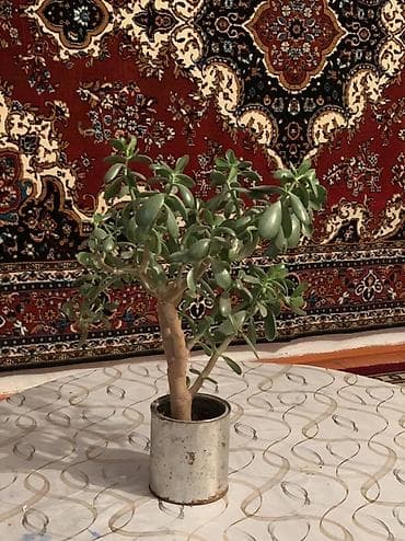 Комнатные растения: Толстянка (денежное дерево), комнатное суккулентное растение. - Вид — 2