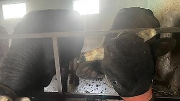 дом животные: Продаю | Бык (самец) | На откорм | Привязанные — 1