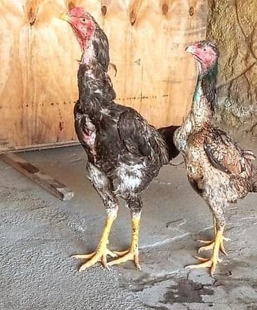 козу сатылат бишкек: Сатам | Тооктор | Тебиштирүүчү | Көбөйтүү үчүн — 3