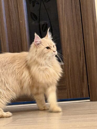 купить померанского шпица: Мейн-кун, 8 месяцев, Девочка, С прививками, Приучена к лотку, Проглистована — 5