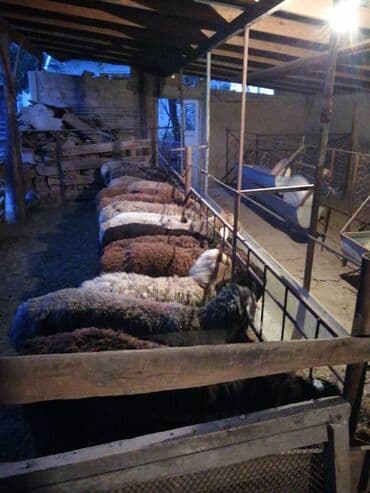 срочно в связи с переездом: Продаю | Баран (самец) | На забой — 3