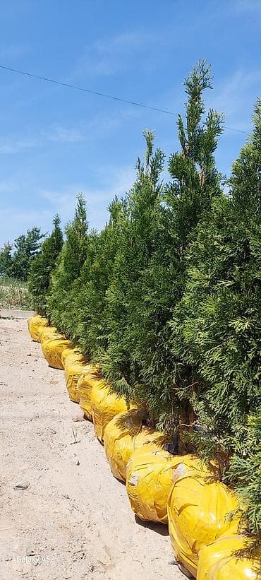 туя колоновидная: Саженцы деревьев: Туи, Платная доставка — 7