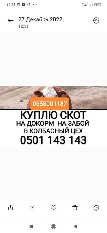 Куплю | Коровы, быки, Лошади, кони | Круглосуточно, Любое состояние, Забитый at lalafo.kg Куплю | Коровы, быки, Лошади, кони | Круглосуточно, Любое состояние, Забитый