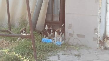 собака для охраны: Срочно ищем дом щенкам+ — 4