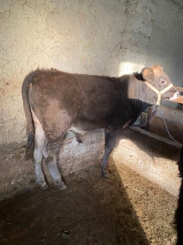 собаку в добрые руки: Продаю | Бык (самец) | Алатауская | На откорм | Привязанные — 9