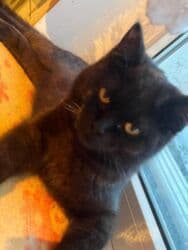 фонд добрые руки: Кошка даром: Беспородная, 3 месяца, Мальчик, Приучена к лотку, Проглистована, С документами — 11