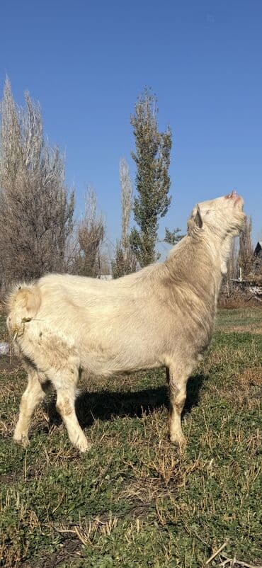 Собаки: Продаю | Козёл (самец) | Зааненская | Для разведения | Осеменитель — 3